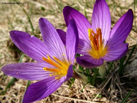 tornano a fiorire i piccoli crochi