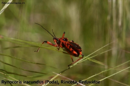 Rycoris