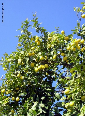 L'albero dei limoni che volevano volare