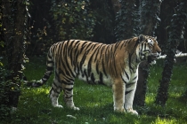 Foto Precedente: Tigre siberiana