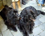 Foto Precedente: Due cagnolini a spasso per Aosta