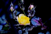 Foto Precedente: fiore su nero