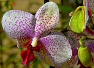 Prossima Foto: Un'orchidea