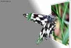 Foto Precedente: farfalla juventina