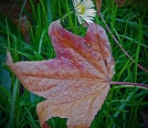 Prossima Foto: autunno e primavera insieme