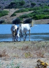 Foto Precedente: Cavalli all'Asinara