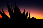 Prossima Foto: tramonto tra le spine...