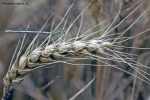 Libellula