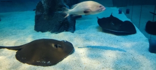 Genova - Acquario