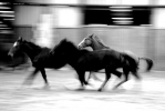 Foto Precedente: Cavalli in libert