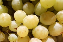 Prossima Foto: Chicchi d'uva