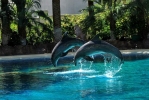 Prossima Foto: Delfini in salto
