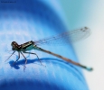 Foto Precedente: libellula......nel blu