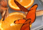 Prossima Foto: Butterfly Oranje