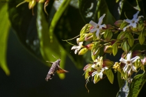 Foto Precedente: Sfinge del galio (farfalla colibrì)