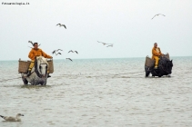 Prossima Foto: I pescatori di gamberetti del Mare del Nord