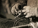 Foto Precedente: Le mani del pescatore.....