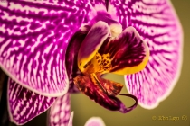Orchidea... quasi selvaggia!