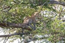 Foto Precedente: Leopardo