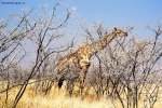 Foto Precedente: Giraffa