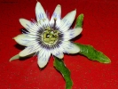 Foto Precedente: passion flower