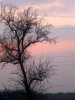Foto Precedente: albero al tramonto