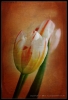 Foto Precedente: Tulipani