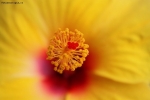 Foto Precedente: L'hibiscus