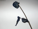 Prossima Foto: blue rose