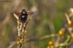 Prossima Foto: il volo dell' ape