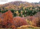 Prossima Foto: colori d'autunno