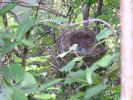 Prossima Foto: nido di merli