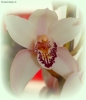 Foto Precedente: ... orchidea 2