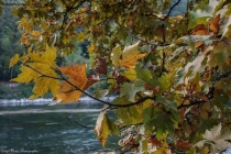 Prossima Foto: I colori dell'autunno