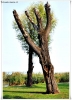 Foto Precedente: L'albero con il cuore
