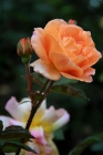 Prossima Foto: Una rosa per te
