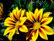 Foto Precedente: gazania2