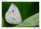 Foto Precedente: farfalla