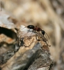 Prossima Foto: La formica nel bosco