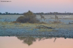 Prossima Foto: Giraffe al tramonto.