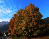 Prossima Foto: colori d'autunno
