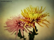 Prossima Foto: Flebili, i crisantemi si ergono