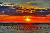 Foto Precedente: altro tramonto con stormo di uccelli