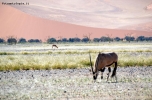 Foto Precedente: Oryx