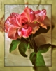 Prossima Foto: Rose is a rose, is a rose, is a rose