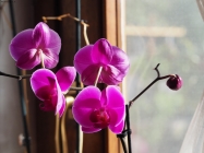 Prossima Foto: Orchidea alla finestra