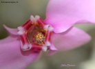 Foto Precedente: Cyclamen hederifolium Aiton