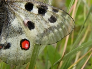 Foto Precedente: le ali della farfalla