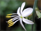 Prossima Foto: fiore di falangio (nastrino)