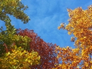 Foto Precedente: colori d' autunno